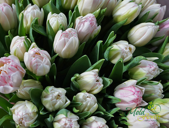 Голландские тюльпаны пионовидные бело-розовые Фото